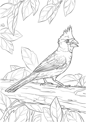 Northern Cardinal Coloring Page